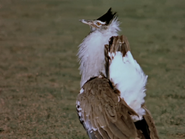 Kori Bustard (Ardeotis kori)