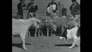 Arizona sheepdog