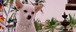 Chloe (Beverly Hills Chihuahua sequels)