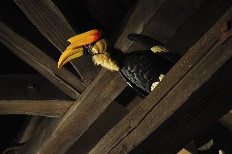 Hornbill
