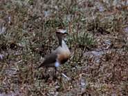 Temminck's Courser (Cursorius temminckii)