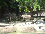 A black rhinoceros seen on the ride.