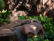 Komodo Dragon MJT 01