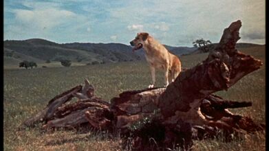 Old Yeller pic. 1