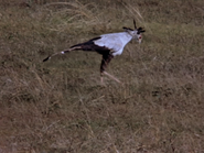 Secretary Bird (Sagittarius serpentarius)