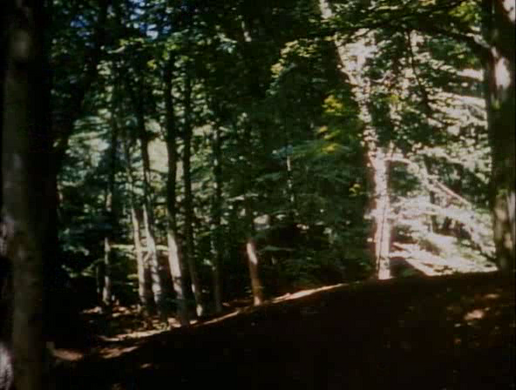 Sherwoodforest
