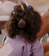 Delta (Beverly Hills Chihuahua)