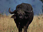 Cape Buffalo (Syncerus caffer)