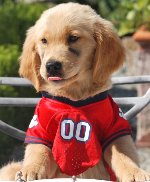 Air Bud: Golden Receiver - Wikipedia