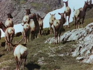 1952-cerf-3.jpg (22 KB)