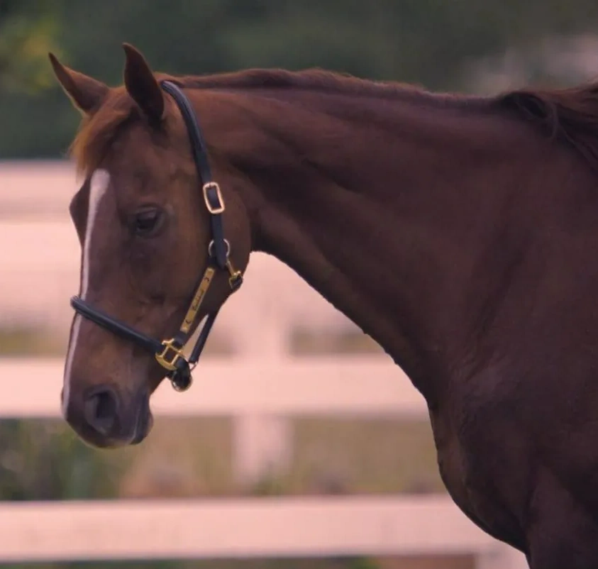 Ginger Disney Wiki Fandom