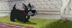 Lady-tramp-disneyscreencaps