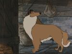 Collie (One Hundred and One Dalmatians)