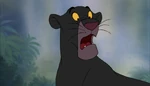 Bagheera sees that Baloo is still alive!