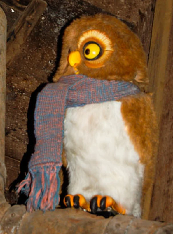 The Owl