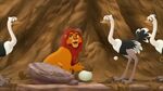 Mbuni with Simba receiving her saved egg