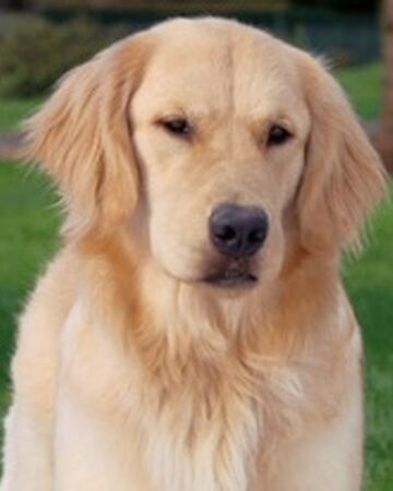 Molly Air Bud Disney Wiki Fandom