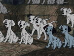 A number of Dalmatians have clusters of spots that form Hidden Mickeys