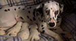 Oddball at the beginning of the film with her brothers Domino and Little Dipper and mother Dottie