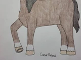 Boxer