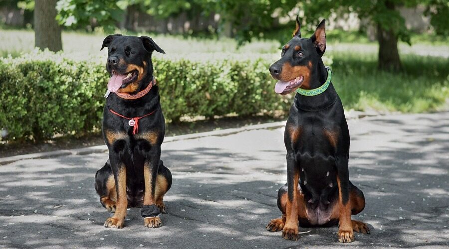 German pinscher rottweiler mix 2025