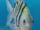 Flounder (The Little Mermaid 2023)
