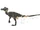 Velociraptor