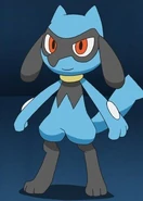 Riolu (Pokémon Journeys: The Series)