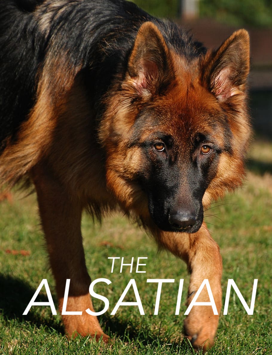 The Alsatian | Disney Fanon Wiki | Fandom