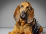 Bloodhound