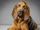 Bloodhound