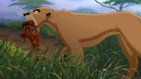 Zira carries Kovu back home