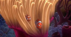 Sea Anemone