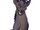 Cp-shenzi.png