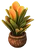 Potted Tropical Plant