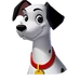 Pongo