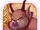 C-phil-hercules.png