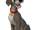 Cp-tramp.png