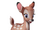 Cp-faline.png