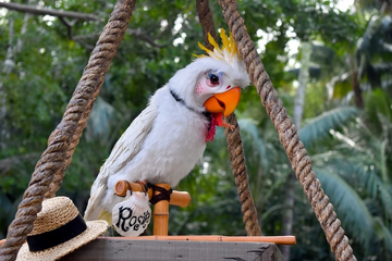 Enchanted tiki room hat sales