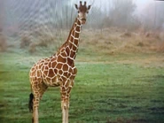 Reticulated Giraffe