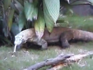 2003.jpg (179 KB) Komodo Dragon