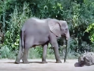 African Bush Elephant