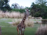 Masai Giraffe