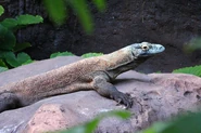Komodo Dragon is a real living dragon.