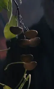 FeijõesMágicos(CDF)