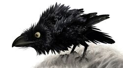 Brave the crow.jpg
