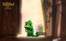 Tangled pascal 1920