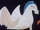 Pegasus