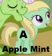 Apple Mint